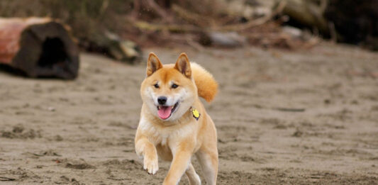 Shiba Inu SHIB