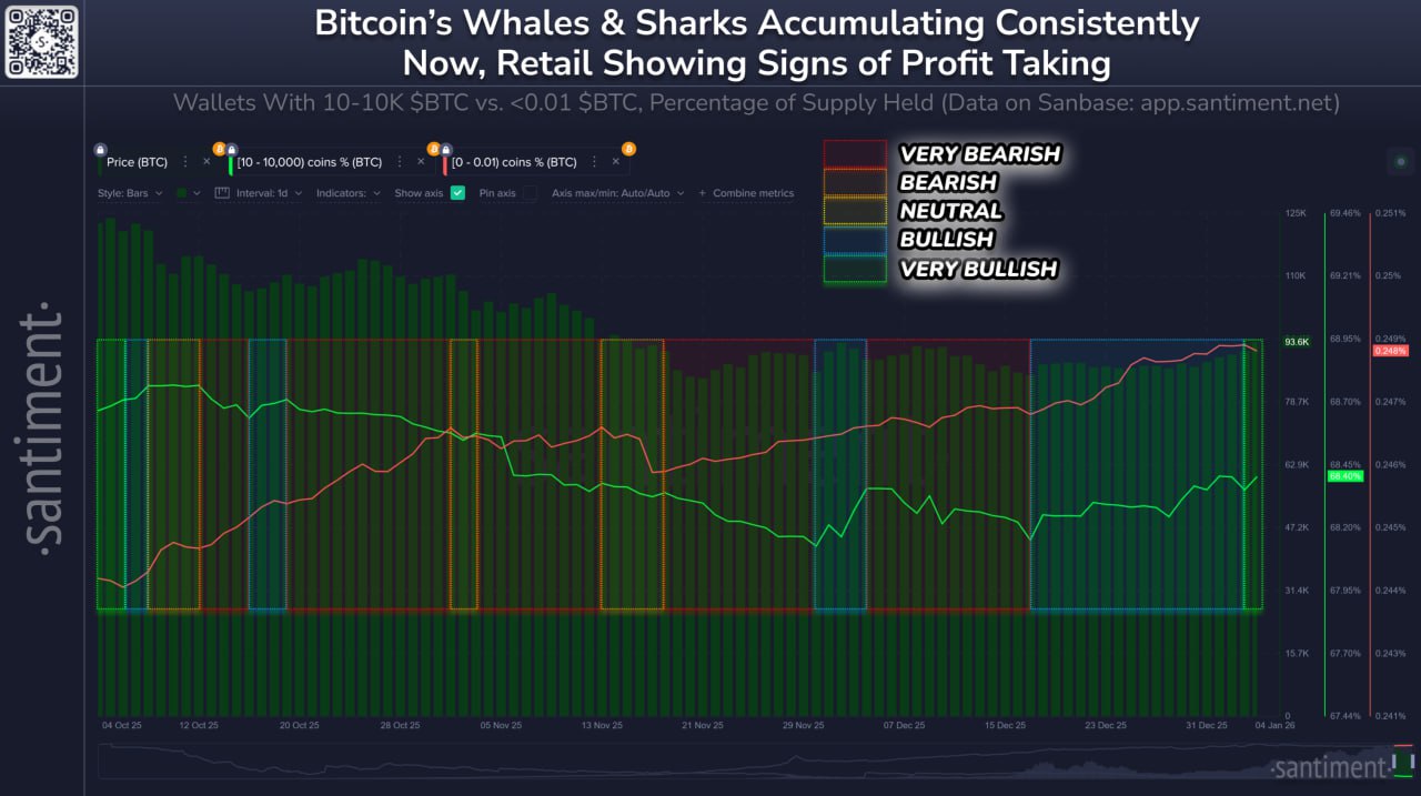 Shark Whale BTC