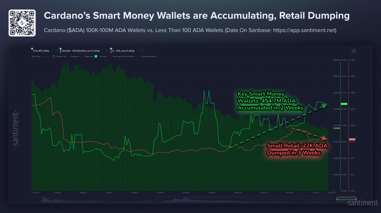 smart money Cardano