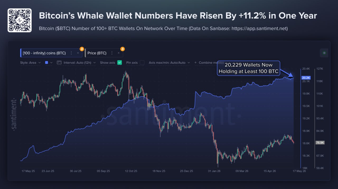 BTC Whale 19 mei