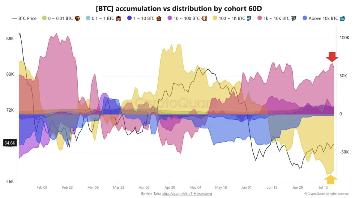 Bitcoin Accumulation vs Distribution by Cohort - CryptoQuant (Heisenberg)